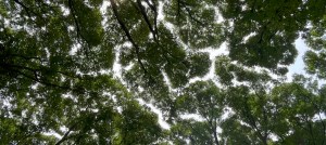 Crown Shyness phenomena in the park of Tokyo, Japan